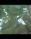 15" Brook Trout caught on a beetle